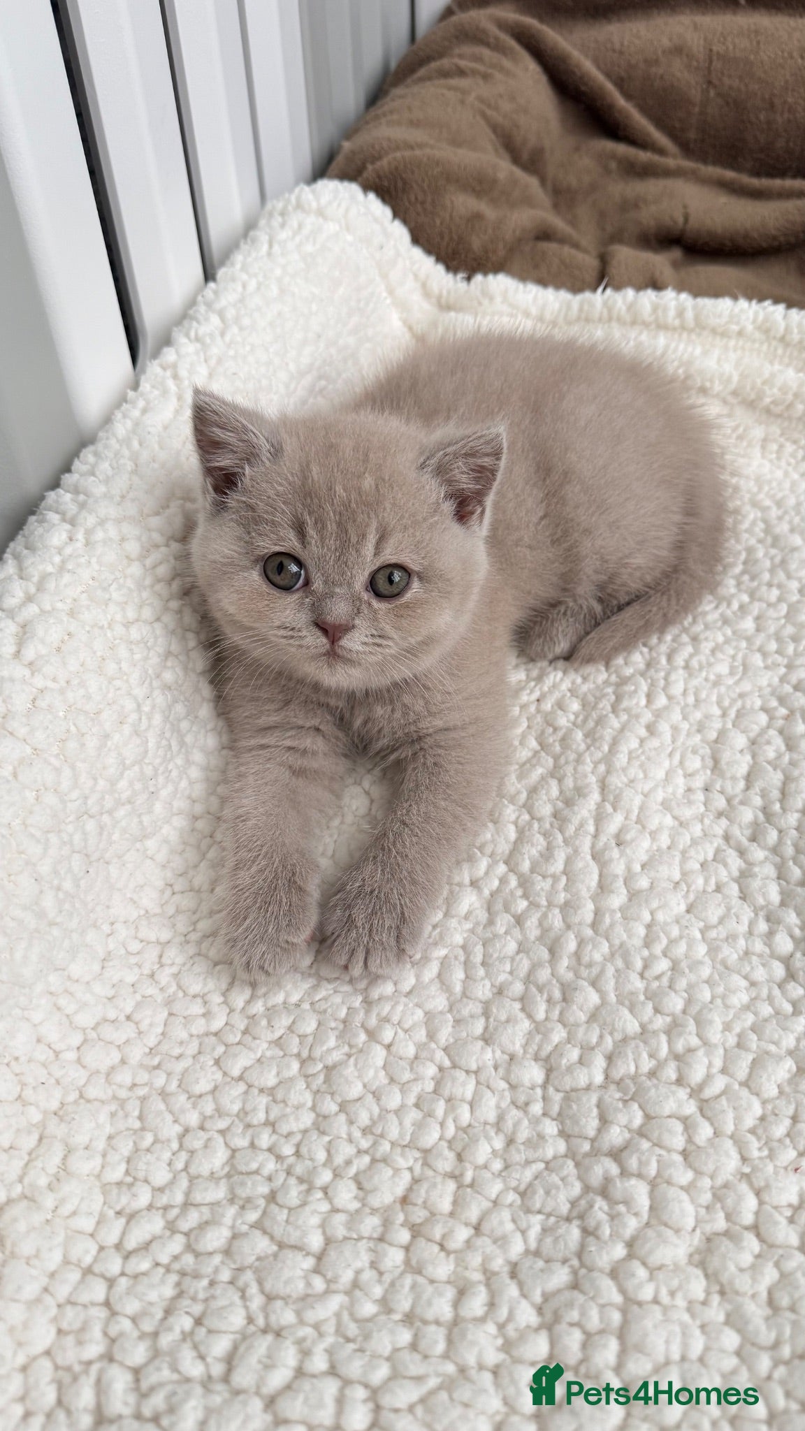 British Shorthair cats FAWN FEMALE BRITISH SHORTHAIR - Full Pedigree - Advert 6