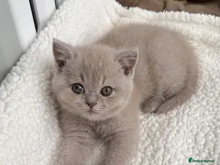 British Shorthair cats FAWN FEMALE BRITISH SHORTHAIR - Full Pedigree - Advert 6