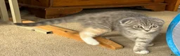 Scottish Fold cats for sale: 2 Beautiful Scottish fold and straight eared girls - Advert 6