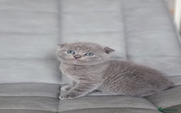 Scottish Fold cats for sale: Healthy and beautiful Scottish fold kittens - Image 6