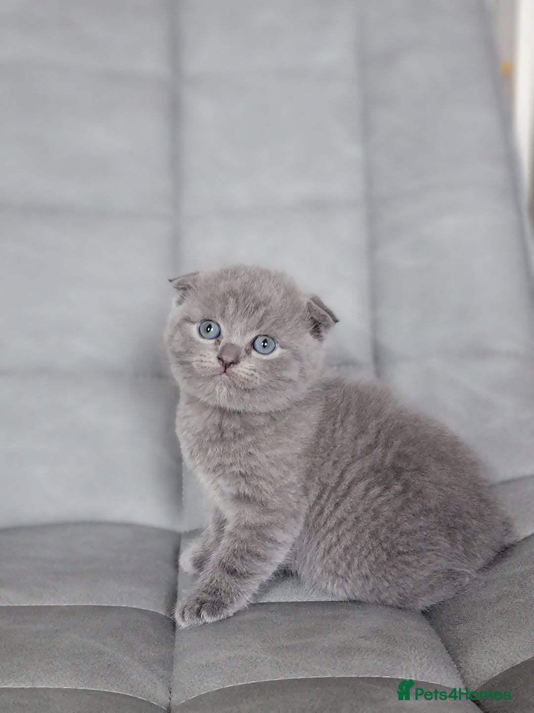 Scottish Fold cats for sale: Healthy and beautiful Scottish fold kittens - Image 6