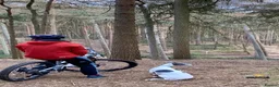 Whippet dogs for sale: Blue and White Whippet Boy and Blue Whippet Boy  in Leamington Spa - Advert 2