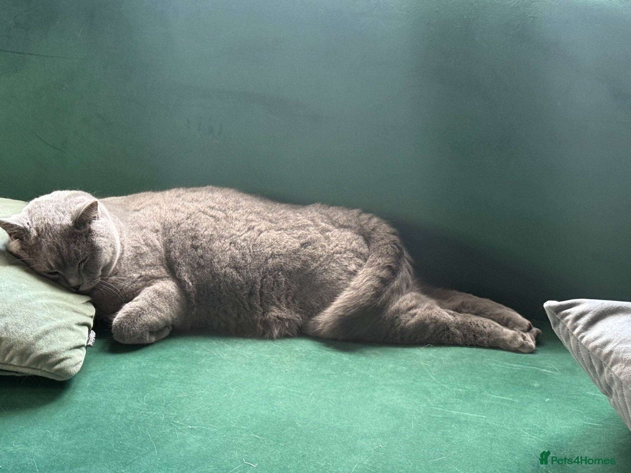 British Shorthair cats Cats Looking for New Loving Homes - Advert 1