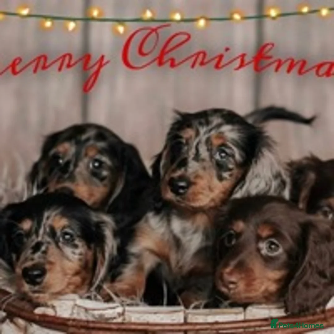Miniature Dachshund dogs for stud: ✨Kc mini long haired dapple✨ 17 champions✨ in Romford - Advert 20