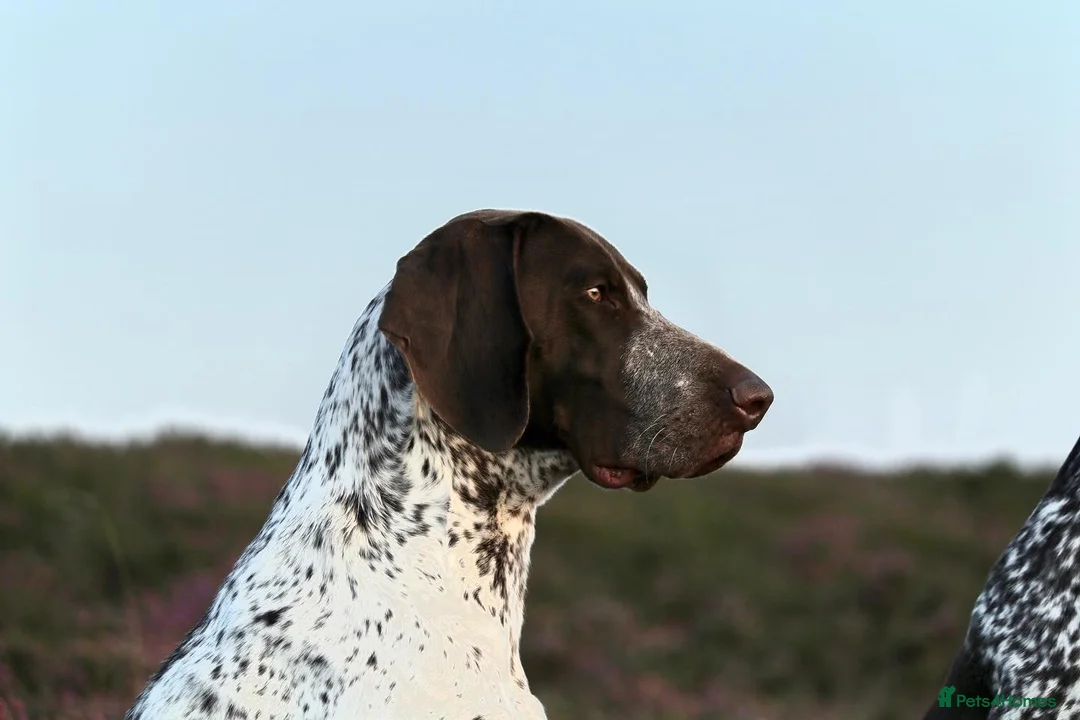 German Shorthaired Pointer dogs for stud: Outstanding example of a working Gsp in Lancaster - Advert 14