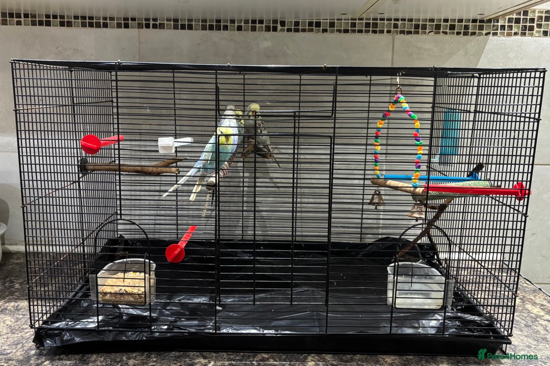 Budgerigars birds for sale: 7 beautiful coloured budgies with cage - Advert 3