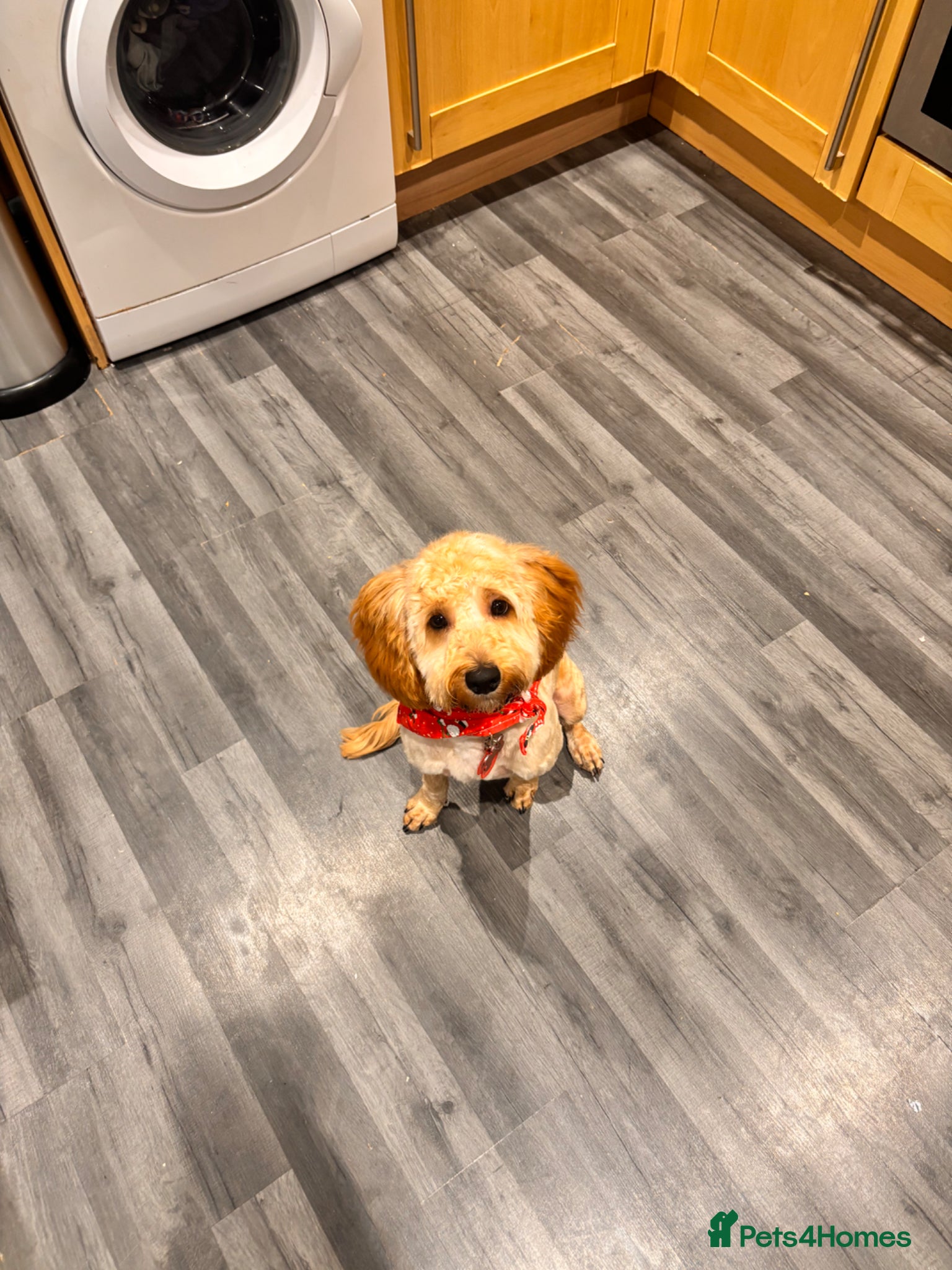 Cavapoo dogs Male apricot cavapoo  - Advert 12