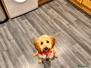 Cavapoo dogs Male apricot cavapoo - Advert 9