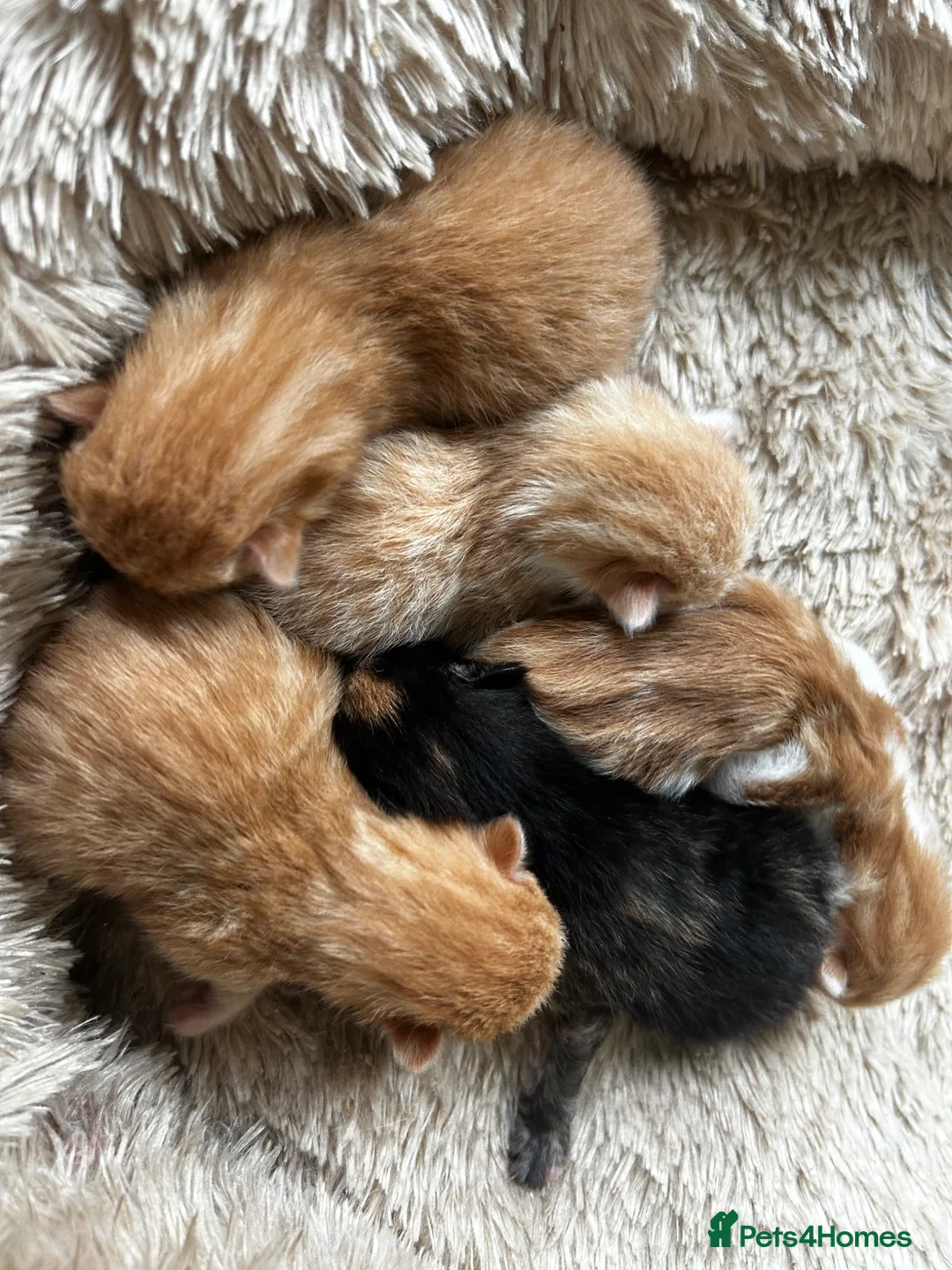 Mixed Breed cats for sale: Ginger and tortoiseshell kittens in Clydebank - Advert 2
