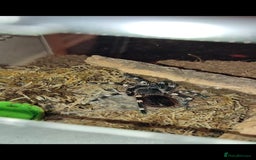 Tarantulas invertebrates for sale: Tarantulas For SALE! - Image 4
