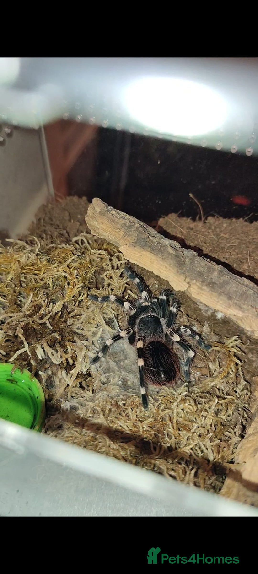 Tarantulas invertebrates for sale: Tarantulas For SALE! - Image 4