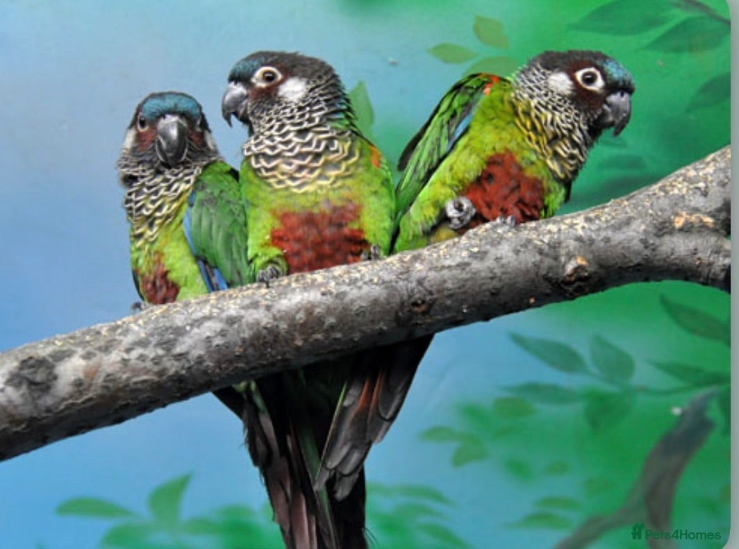 Conures birds Rare Painted Conure Chicks - Advert 1