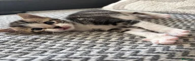 Mixed Breed Kitten 1