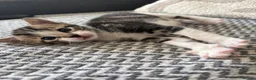 Mixed Breed cats for sale: Stunning kittens ♥️🐱🐱🐱 - Advert 6