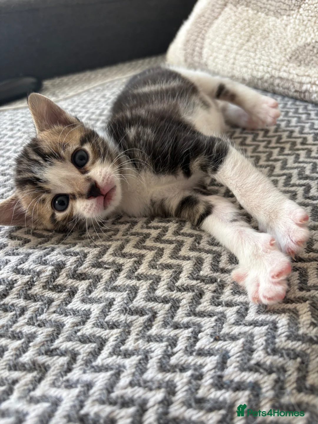 Mixed Breed cats for sale: 2 left girl and boy  ♥️🐱🐱🐱 - Advert 17