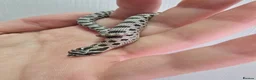 Snake reptiles for sale: Baby Western hognoses CB 26 mixed Morphs & Sex  - Advert 8