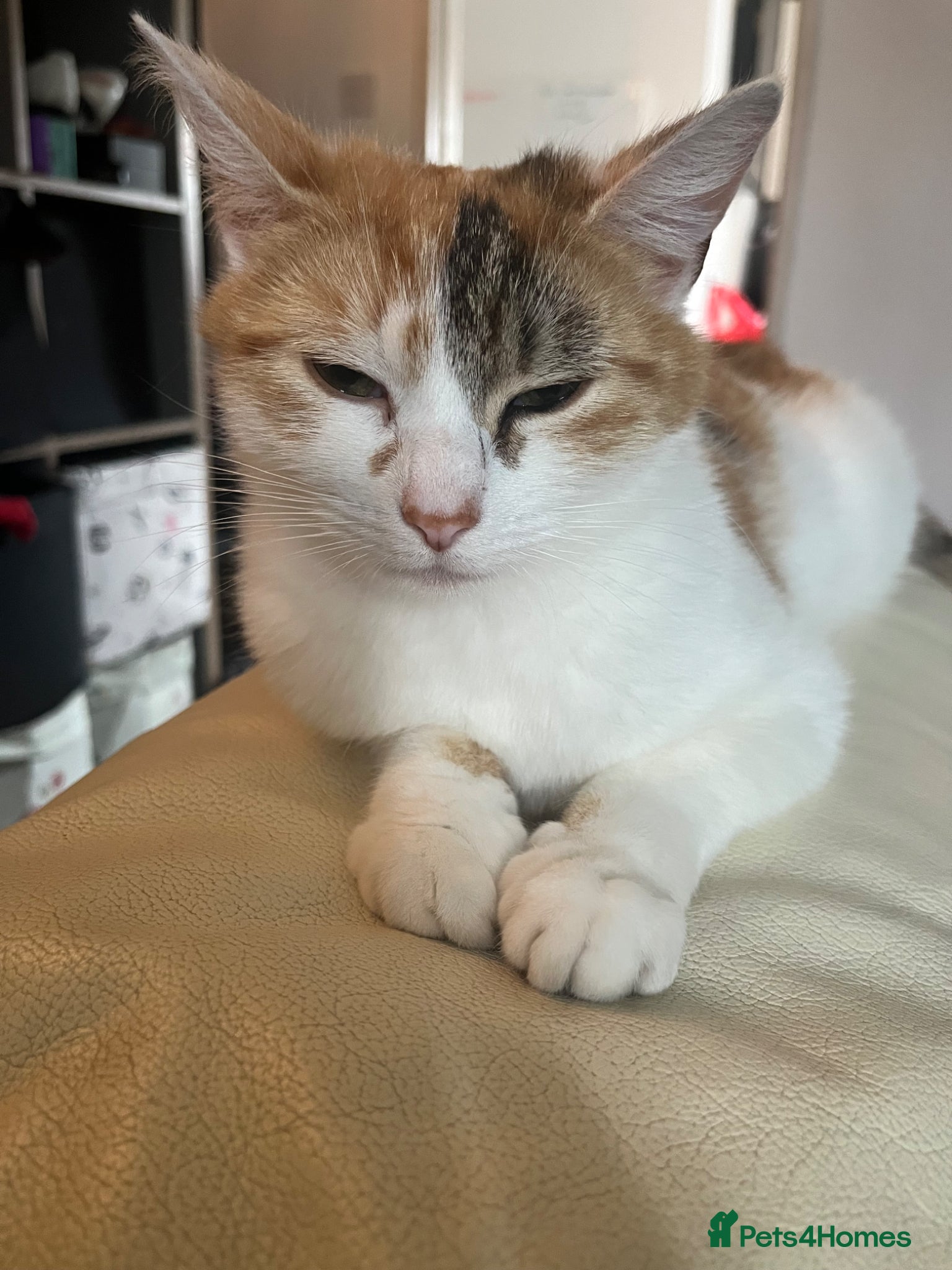 Mixed Breed cats 6 beautiful kittens available  - Advert 3