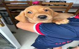 Labrador Retriever dogs for sale: Fox red Labrador  - Image 4
