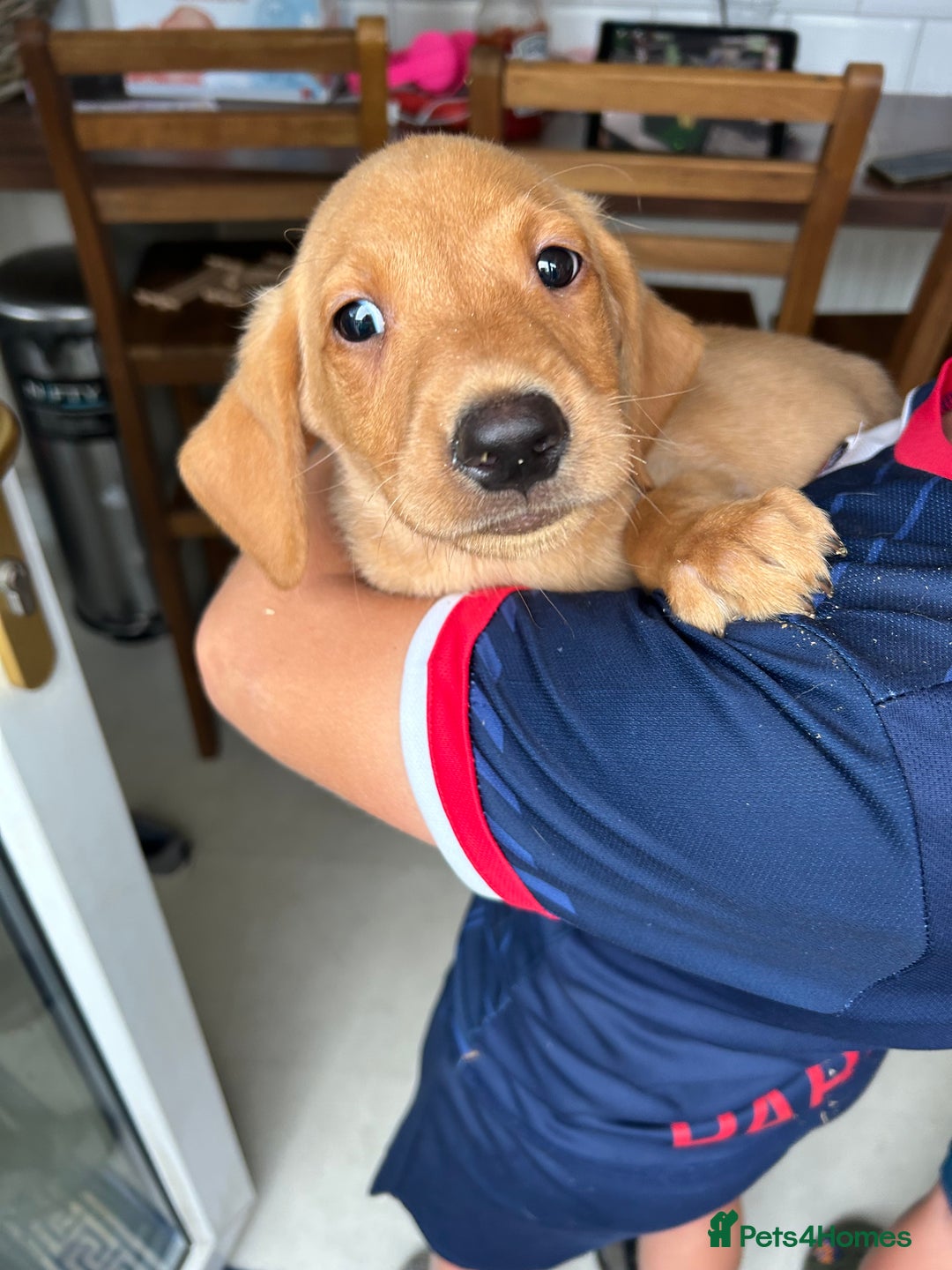 Labrador Retriever dogs for sale: Fox red Labrador  - Image 4