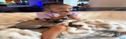 Sphynx cats for sale: sphynx canadian kittens ready to leave now  - Advert 10