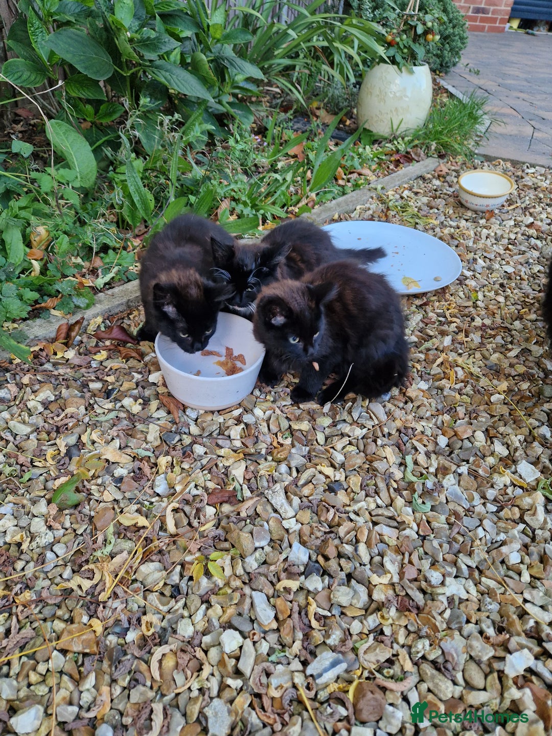 British Longhair cats for sale: Kittens Looking for Loving Homes 🐾 30£ - Image 2