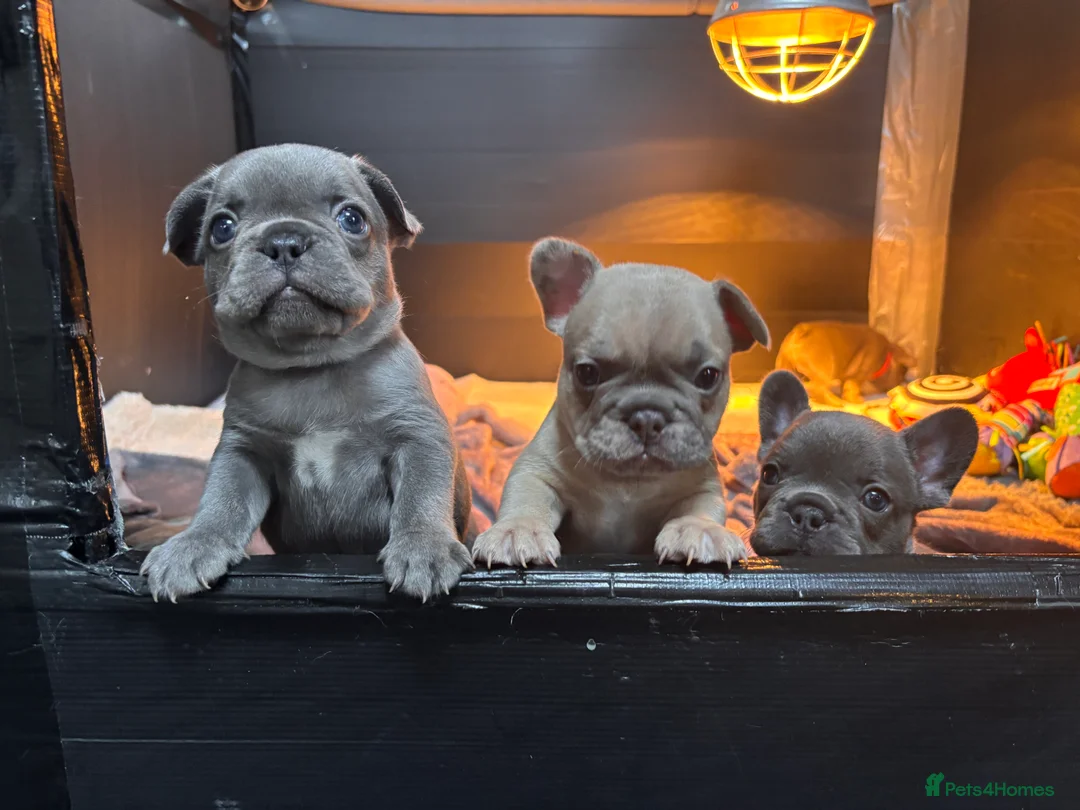 French Bulldog dogs for sale: Beautiful Frenchie Babies Seeking Forever Families - Advert 11