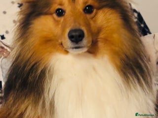 Shetland Sheepdog dogs Beautiful sable Shetland sheepdog for stud - Advert 16