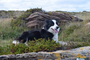 Border Collie dogs PEDIGREE BORDER COLLIE PUPPIES ISDS KC SHEEPDOG - Advert 9