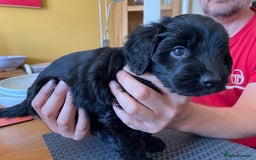 Sproodle dogs for sale: 1 Gorgeous F2 Sproodle Girl FULLY Vaccinated - Image 16