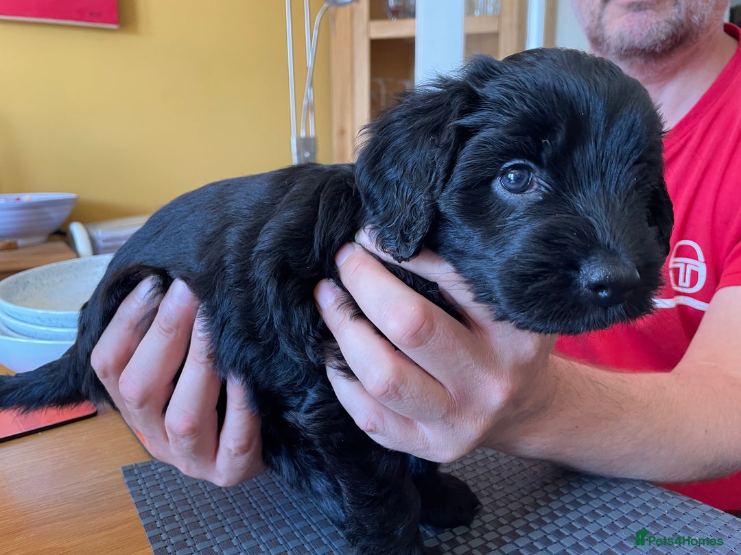 Sproodle dogs for sale: 1 Gorgeous F2 Sproodle Girl FULLY Vaccinated - Image 16
