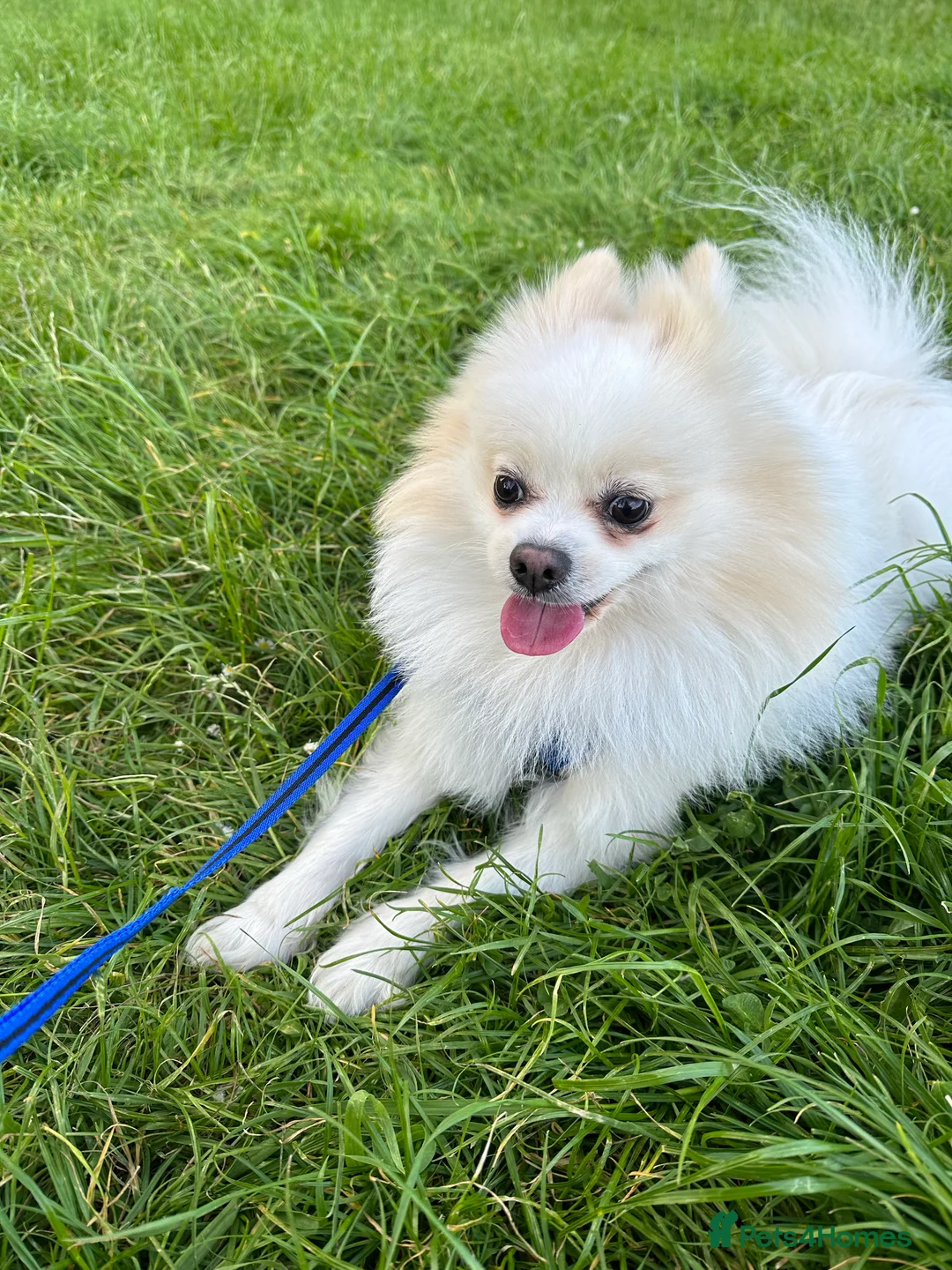 Pomeranian dogs for stud:  White Pomeranian dog “Proven, experienced STUD” in Ilford - Advert 11