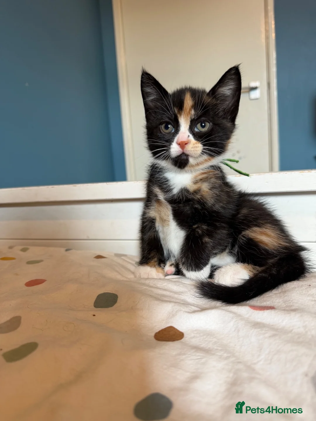 Domestic Shorthair cats for sale: FEMALE kitten for sale 🐾 - Advert 1