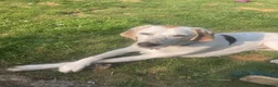Mixed Breed dogs for sale: Foxhound - 8 Months - Male in Lisburn - Advert 6