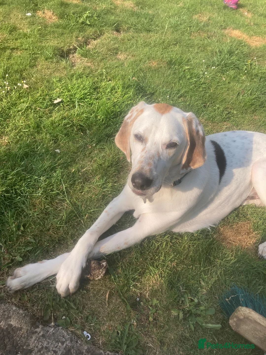 Mixed Breed dogs for sale: Foxhound - 8 Months - Male in Lisburn - Advert 6