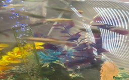 Other/Mixed Breed fish for sale: Bi orb tank stand  - Image 2