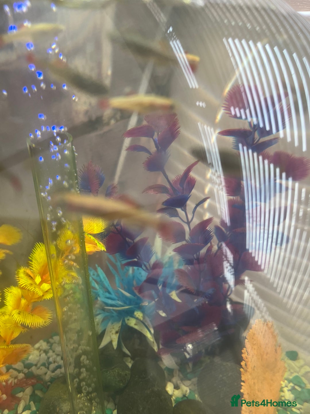 Other/Mixed Breed fish for sale: Bi orb tank stand  - Image 2