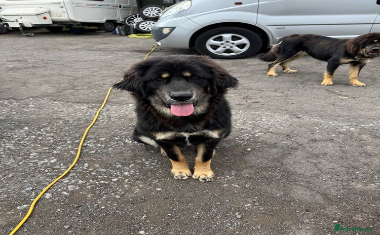 Tibetan Mastiff dogs - Advert 1
