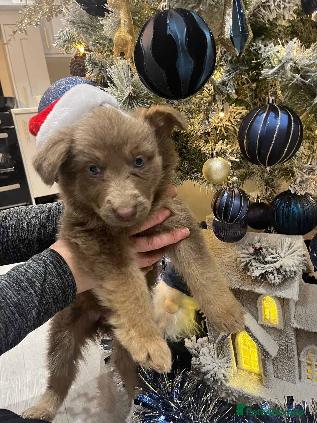 German Shepherd dogs for sale: Working KC GSD German shepherd puppies  - Advert 12