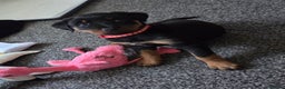 Rottweiler dogs for sale: Indie & dozer pups  - Advert 35