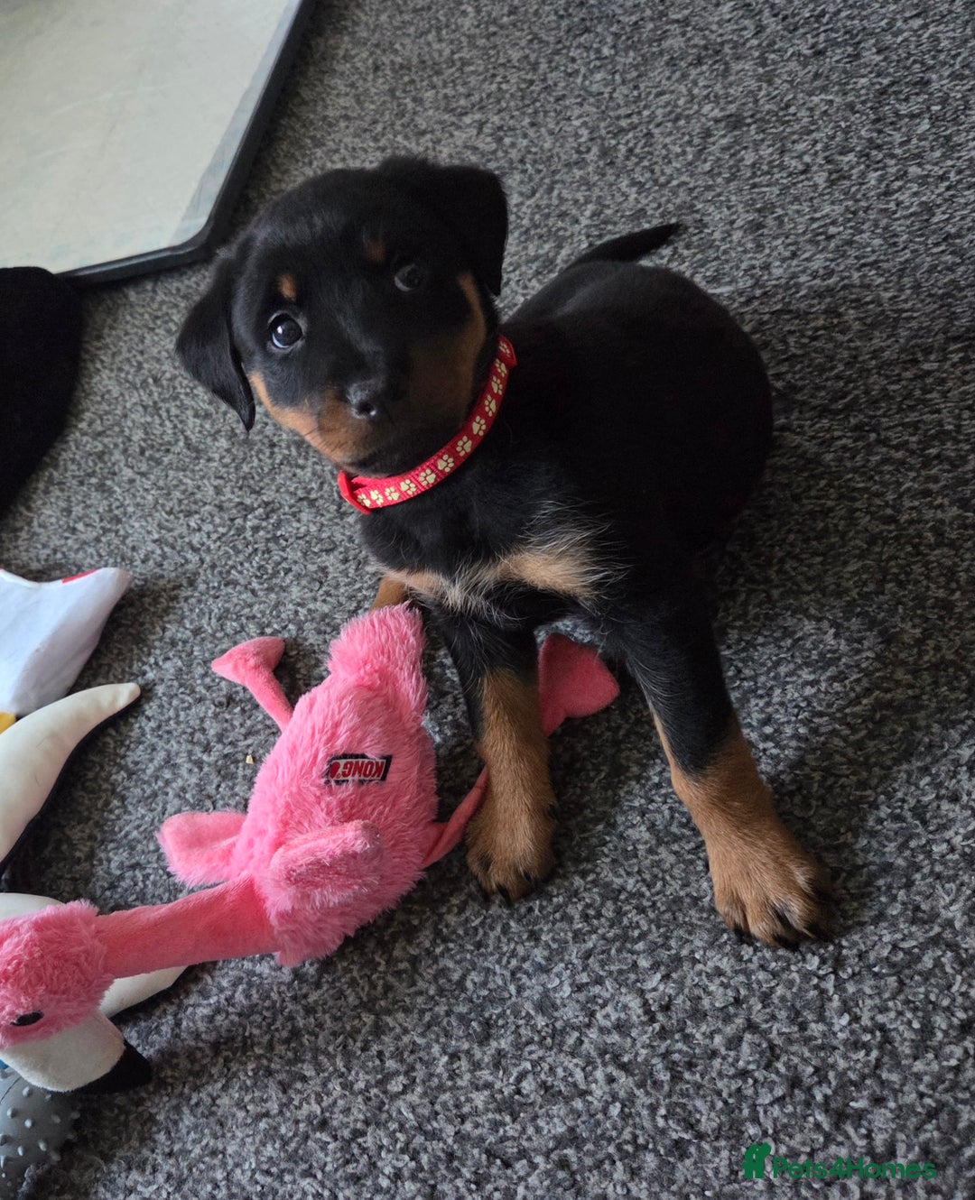 Rottweiler dogs for sale: Indie & dozer pups  - Advert 35