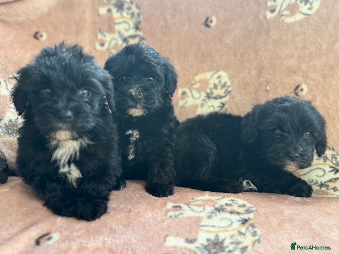 Sheepadoodle dogs for sale: Micro mini Sheepadoodle  - Image 10