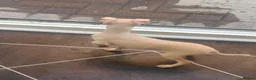 Italian Greyhound dogs for sale: Cream  girl ready to leave  - Advert 11