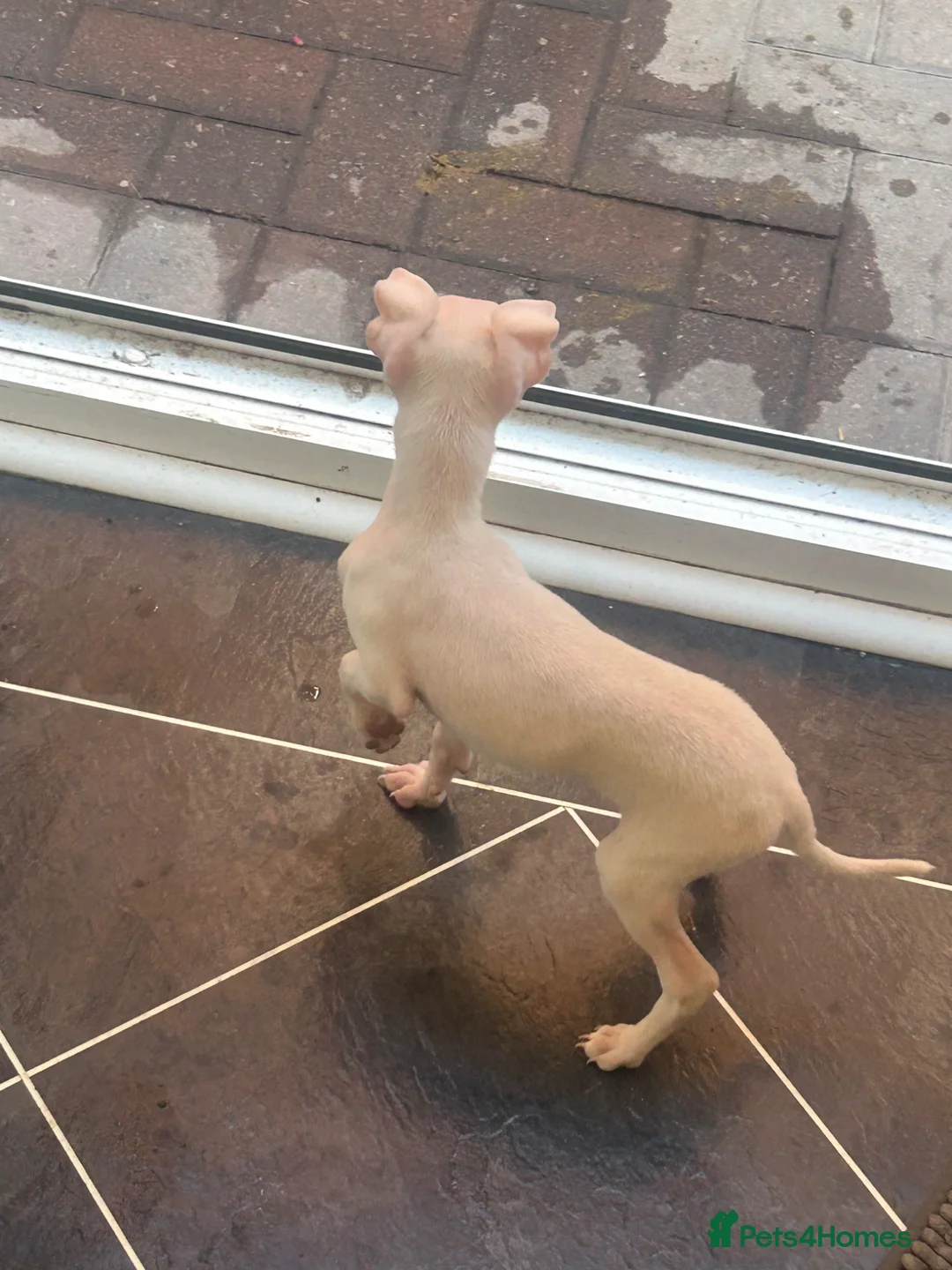 Italian Greyhound dogs for sale: Cream  girl ready to leave  - Advert 11