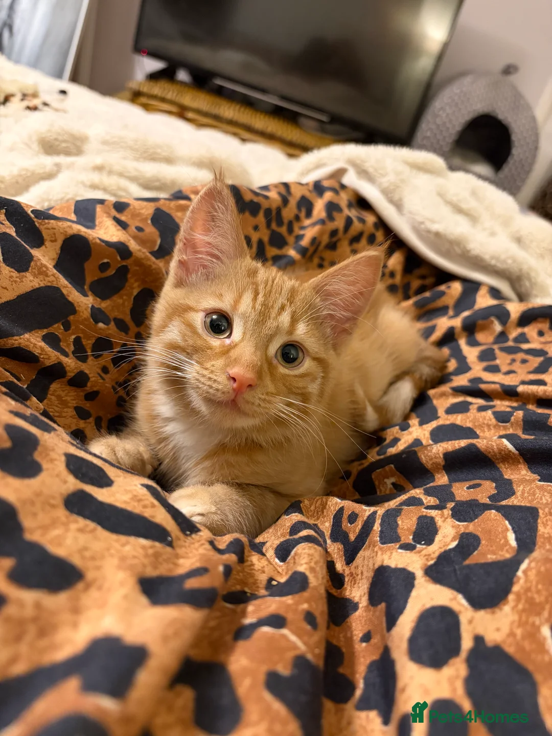 Mixed Breed cats for sale: Gorgeous Ginger Kitten - Advert 3