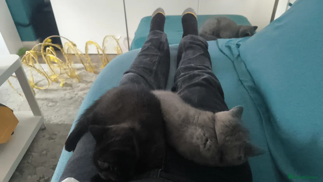 British Shorthair cats for stud:  GCCF registered STUD CHOCOLATE B blood group  in Beaconsfield - Advert 18