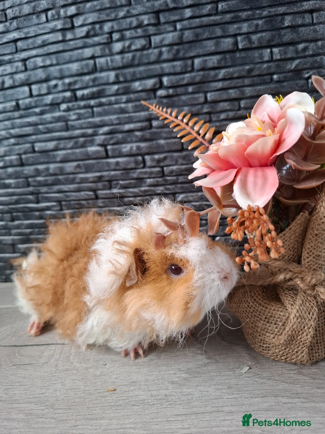 Guinea Pig rodents for sale: Purebred lunkarya  - Advert 1