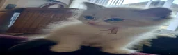 Siberian cats for sale: Soft and fluffy Siberian Neva Masquerade Kittens - Advert 27