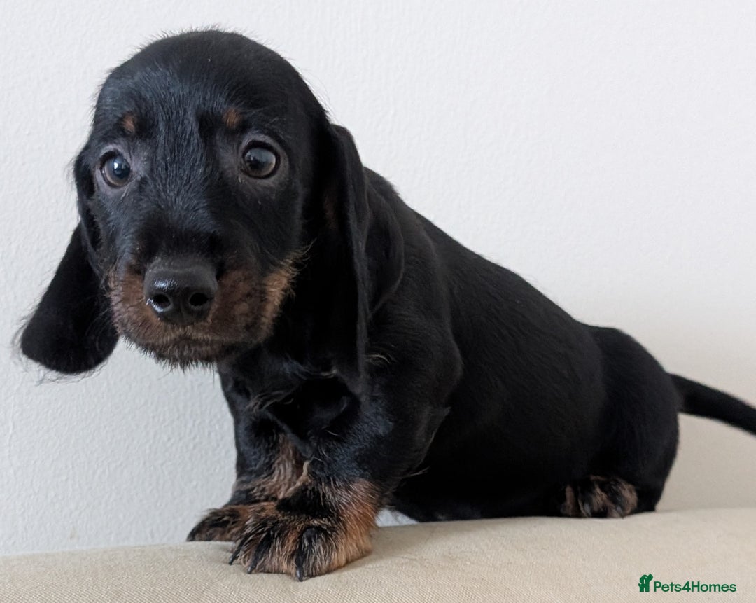 Dachshund dogs for sale: Teckel Pups - Advert 10