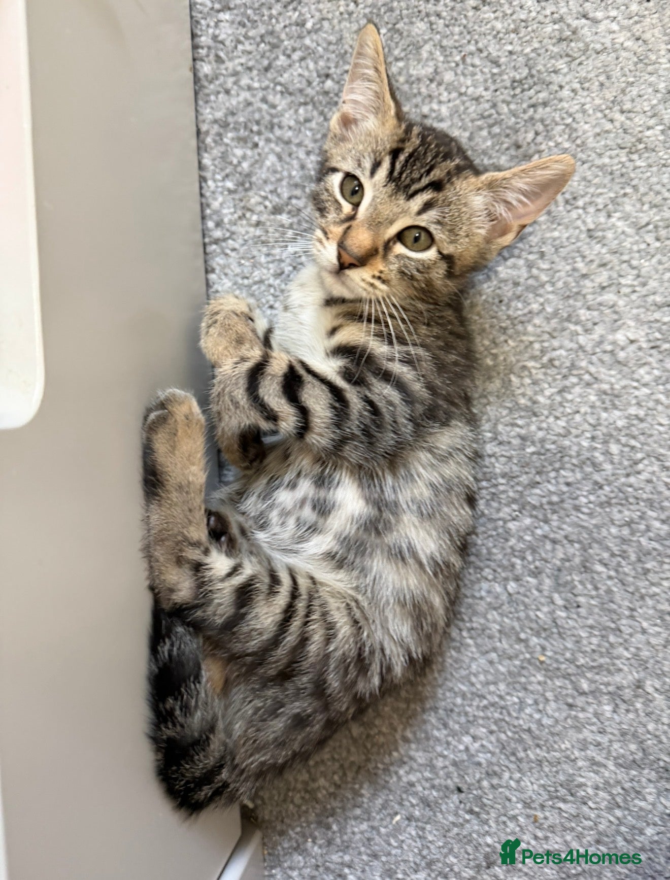 Bengal cats 1 Stunning Bengal Make Kitten Left  - Advert 2