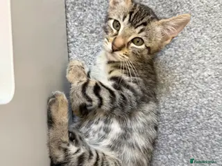 Bengal cats 1 Stunning Bengal Make Kitten Left - Advert 2